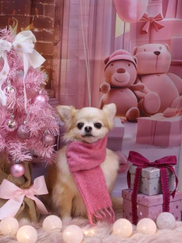 20241226ヴィヴィちゃん